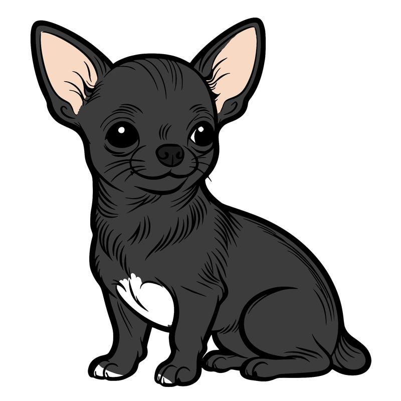 chihuahua