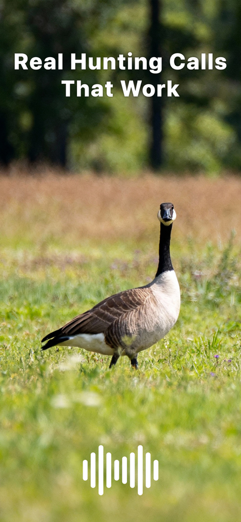 Hunting Calls: Goose - Canada goose in a grassy field with text real hunting calls that work and an audio icon.
