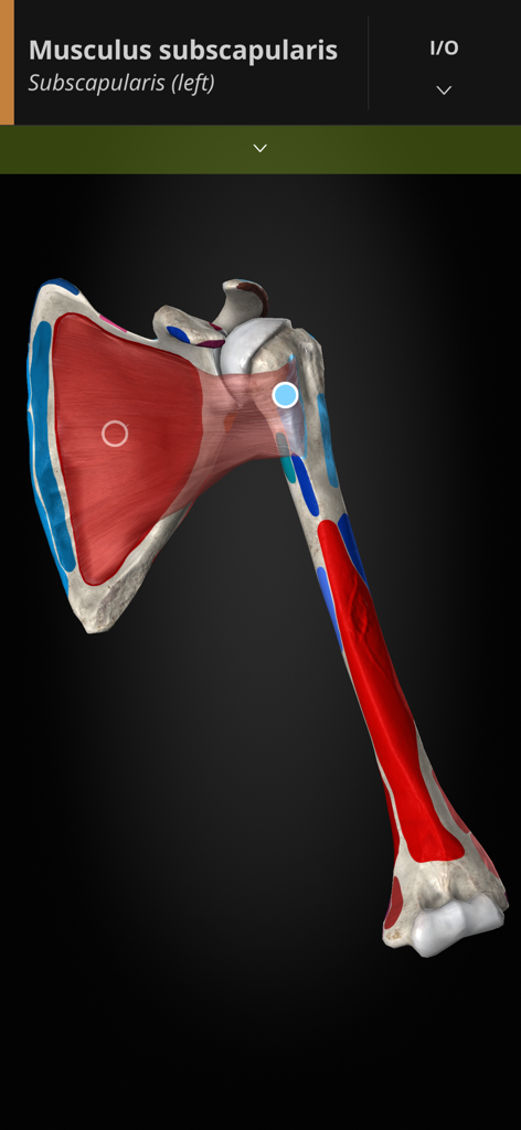 Anatomyka - Detailed 3D anatomical model of the subscapularis muscle and its attachment points on the human scapula and humerus