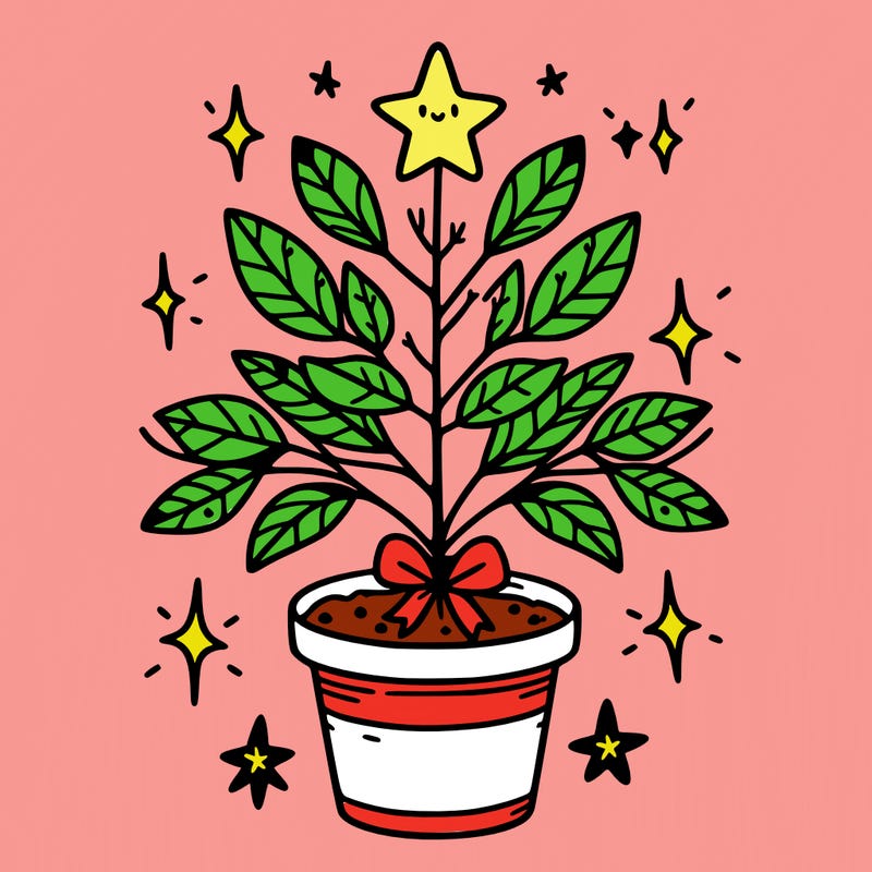 christmas plant