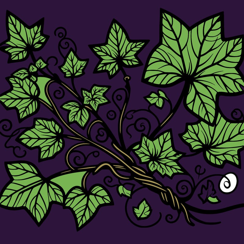 ivy