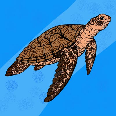 sea_life_03