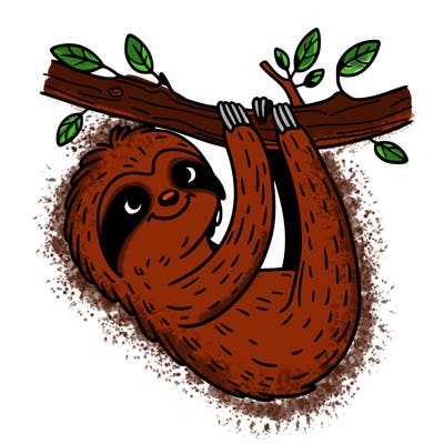 sloth hanging from a tree branch