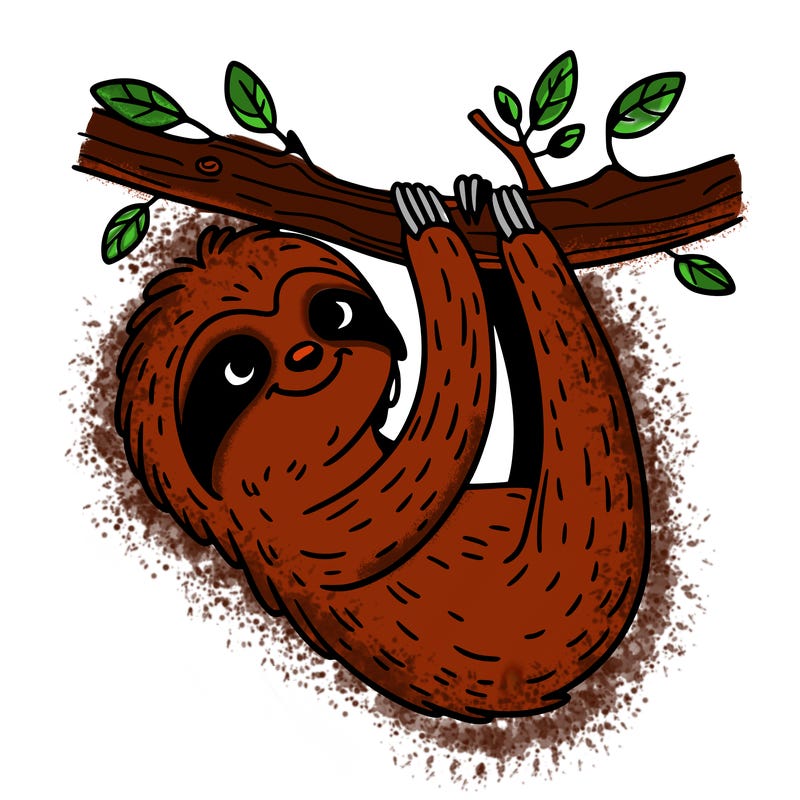 sloth hanging from a tree branch