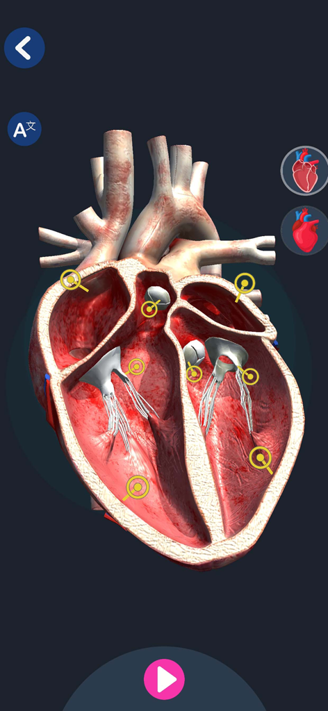 Anatomy & Physiology AR - Interactive 3D cross section of a human heart showing internal structures and valves