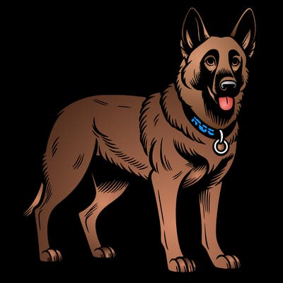 belgian shepherd malinois