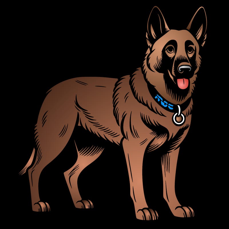 belgian shepherd malinois