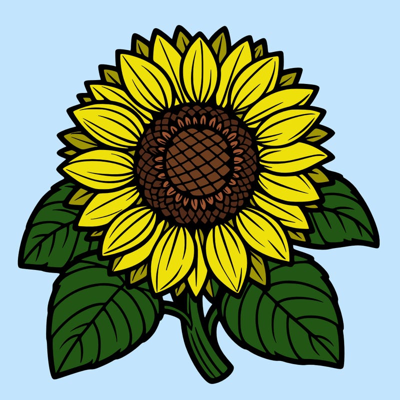 sunflower