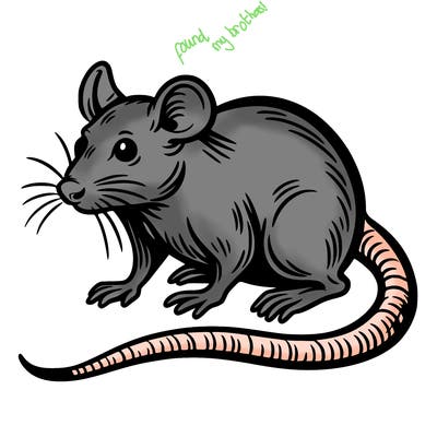 rat