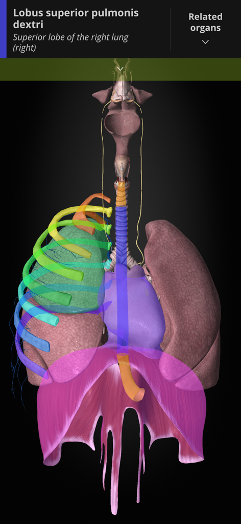 Anatomyka - A detailed 3D anatomical visualization of the human lungs and rib cage within the Anatomyka medical app.