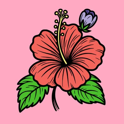 hibiscus flower