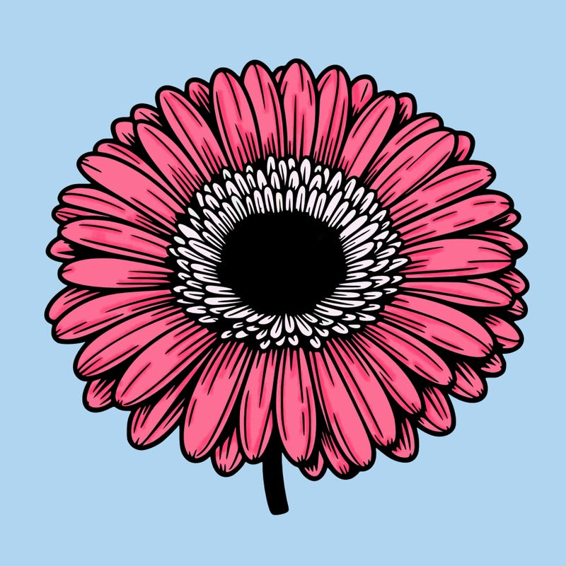 gerbera daisy  flower