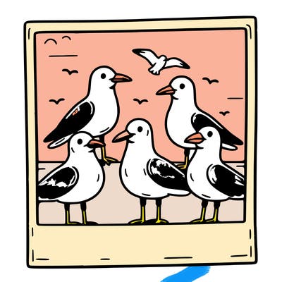 seagulls in a polaroid picture