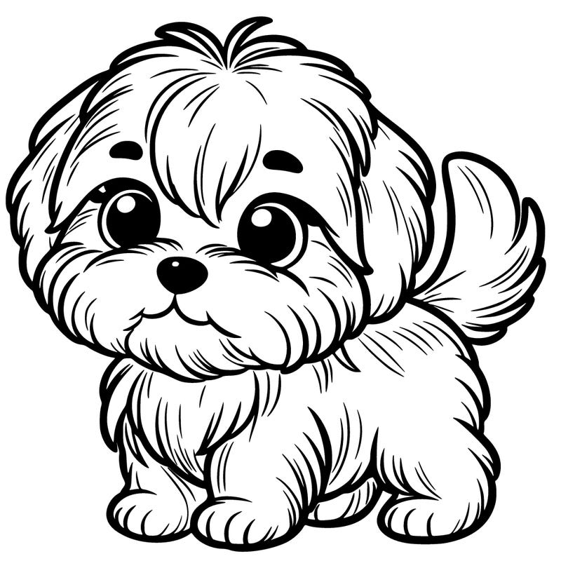 small havanese  puppy