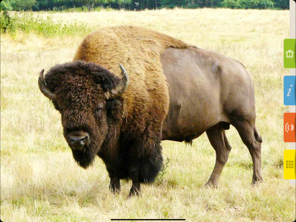 Real Animals 360 - Une photo réaliste en haute définition d'un bison dans un champ herbeux.