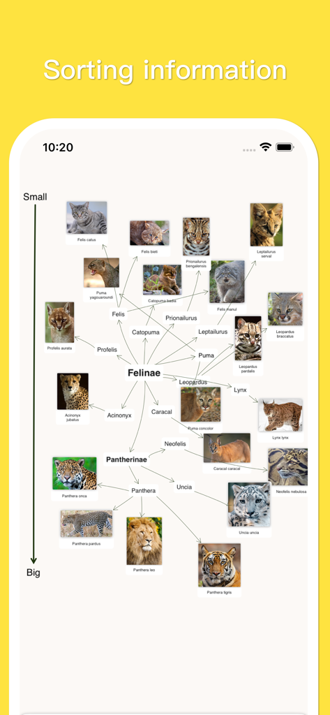 MindSpace - Mind Map - A visual mind map in MindSpace showing feline species classified by size with photos and taxonomic names