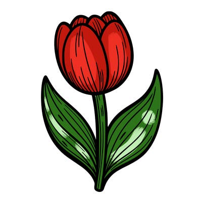 tulip flower