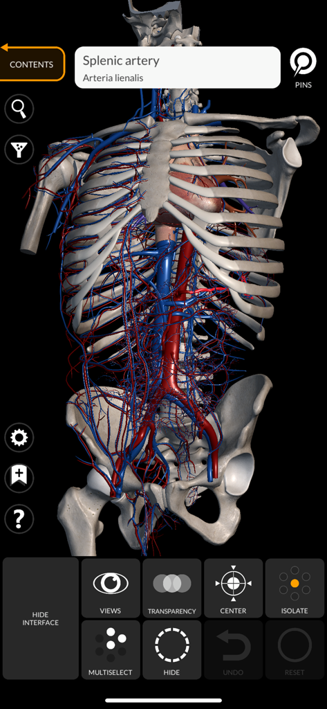 Detailed 3D anatomical model of the human cardiovascular and skeletal systems with a highlighted splenic artery