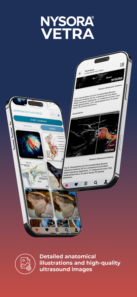 NYSORA VetRA - Interfaccia dell'app NYSORA VetRA che mostra illustrazioni anatomiche e tecniche di blocco nervoso ecoguidato per la medicina veterinaria.