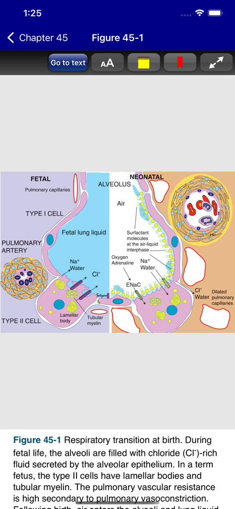 Rudolph's Pediatrics, 23/E - Medical diagram of fetal and neonatal respiratory transition at birth