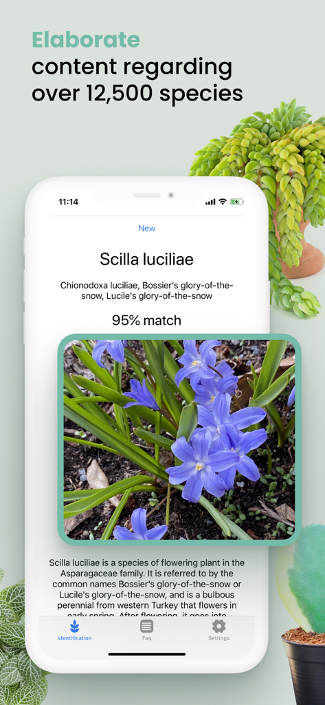 Plant ID Match: Identification - Mobile app screen showing a 95 percent identification match for Scilla luciliae with detailed plant information