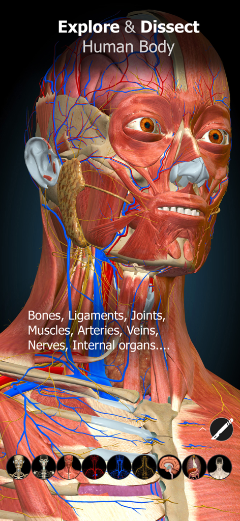 Anatomy Learning - 3D Anatomy - Interactive 3D anatomical model of the human head and neck showing muscles and nerves