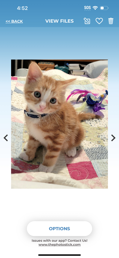 Interface do aplicativo ThePhotoStick Omni mostrando uma foto de backup de um gatinho laranja