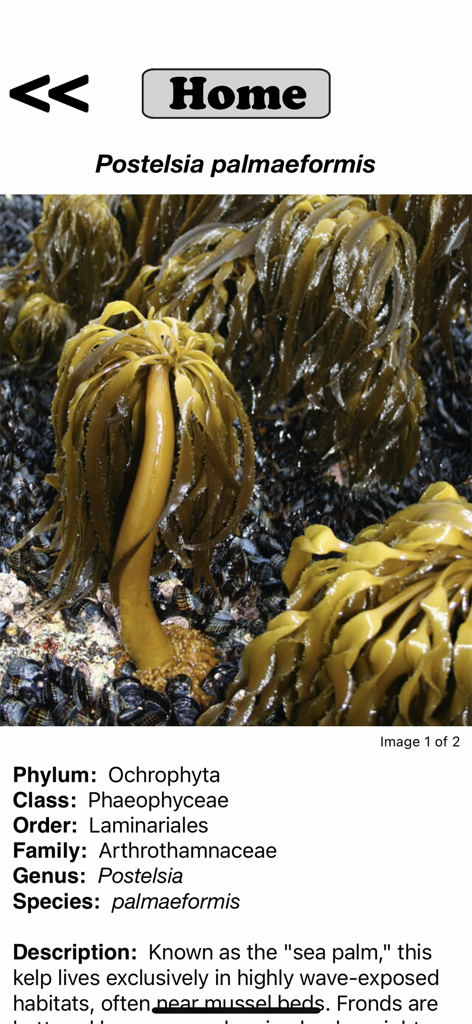 Pantalla de la aplicación Seaweed Sorter que muestra la clasificación científica y la foto de la palma de mar Postelsia palmaeformis.