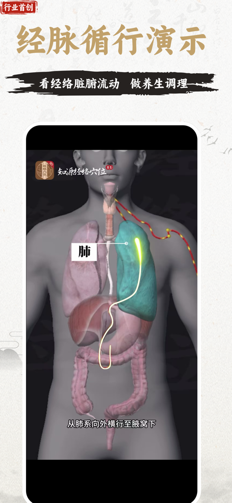 Un modello anatomico 3D che mostra il percorso interno dei meridiani attraverso i polmoni e altri organi.