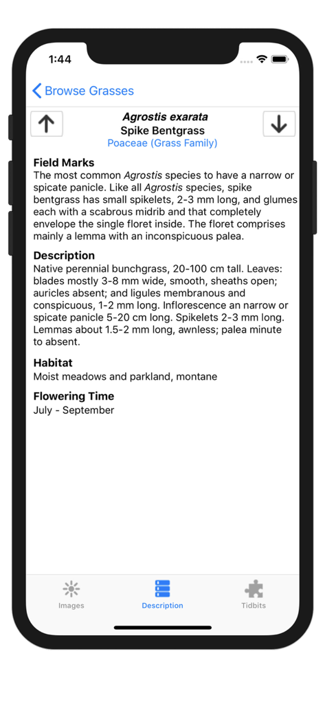 Montana Grasses - Botanical description and field marks of Spike Bentgrass in the Montana Grasses app