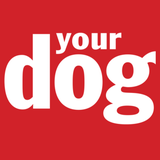 Your Dog - App Icon