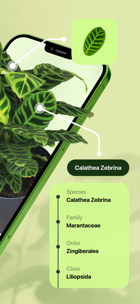 Leaf Identification - Interfaz móvil de la aplicación Leaf Identification mostrando detalles botánicos de una planta Calathea Zebrina, incluyendo su familia y clase de especie