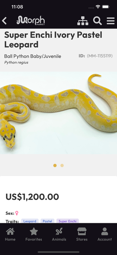 MorphMarket - Ein Ballpython-Angebot in der MorphMarket App, das Preis und Tierdetails zeigt