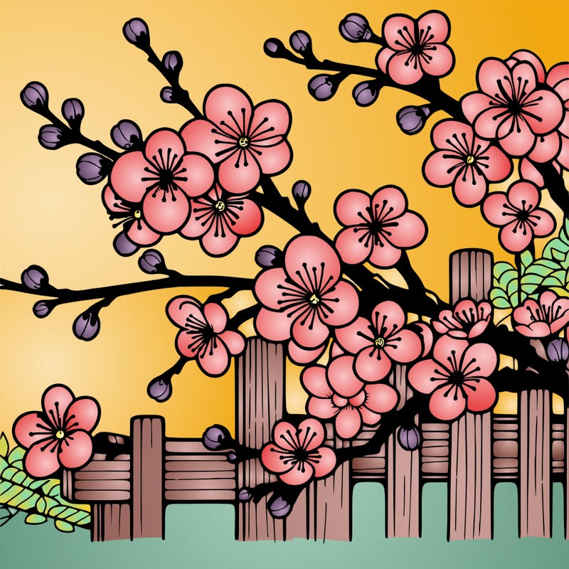 japan cherry blossom