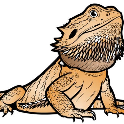 bearded dragon
