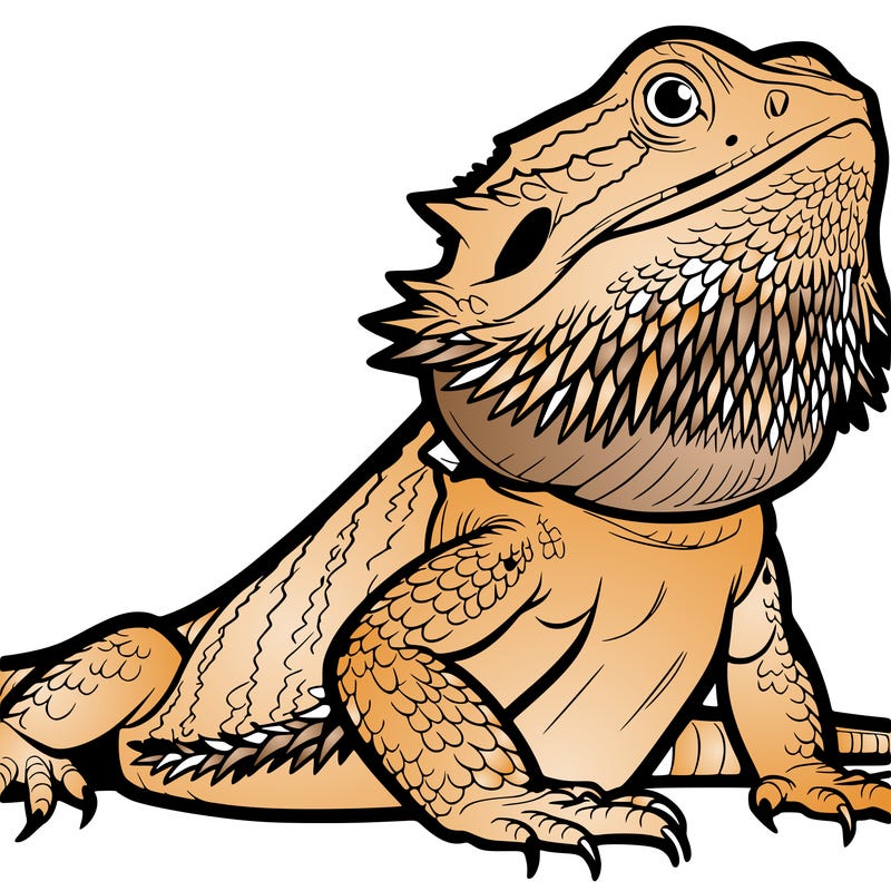 bearded dragon