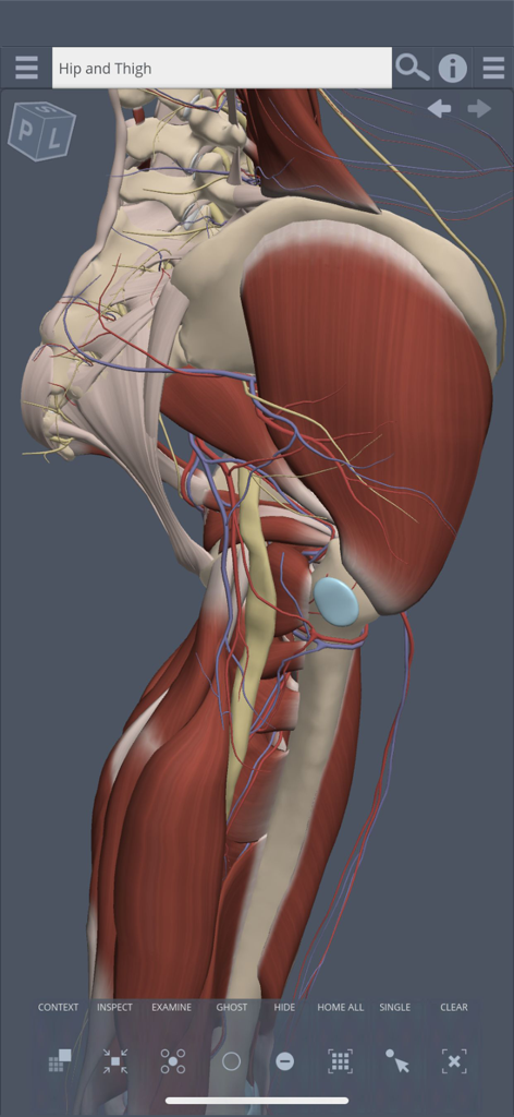Primal 3D Hip医療アプリ内の、筋肉、神経、血管を示す人間の股関節と大腿部の高忠実度3D解剖学的モデル。