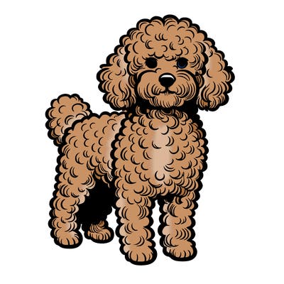 a realistic curly haired dog
