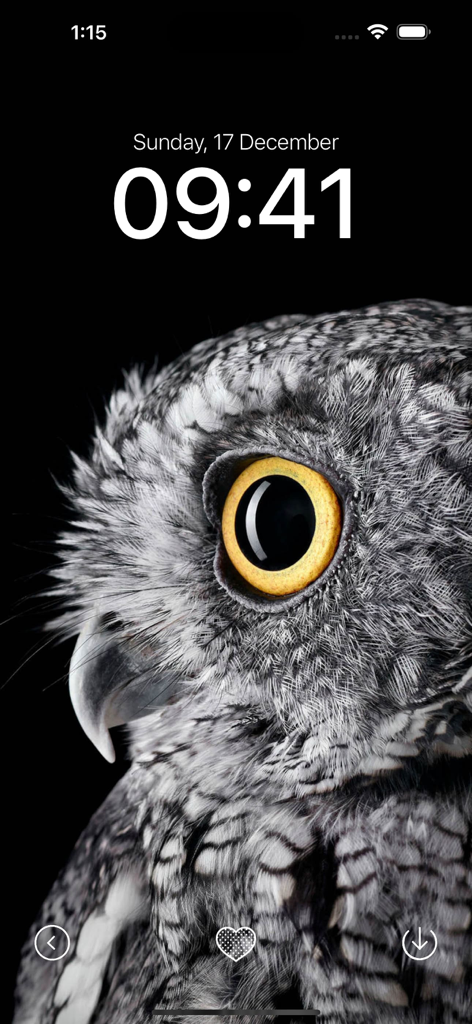 Black Wallpaper App - Close up of an owl eye wallpaper on a black background