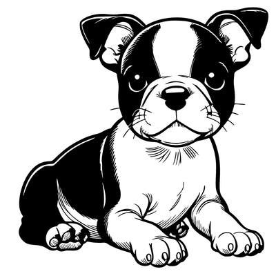 boston terrier puppy