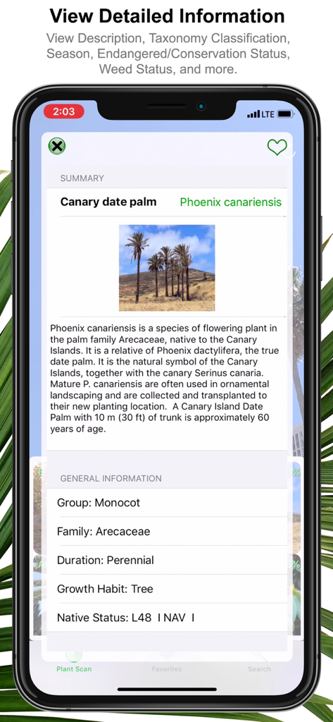 Plant Scan Pro- Identification - Pantalla de la aplicación Plant Scan Pro mostrando taxonomía detallada y resumen para la palmera datilera de Canarias.