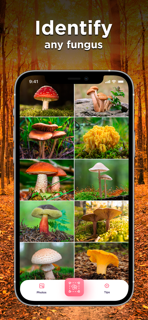 Un écran d'application mobile affichant une grille de photos de champignons à identifier.