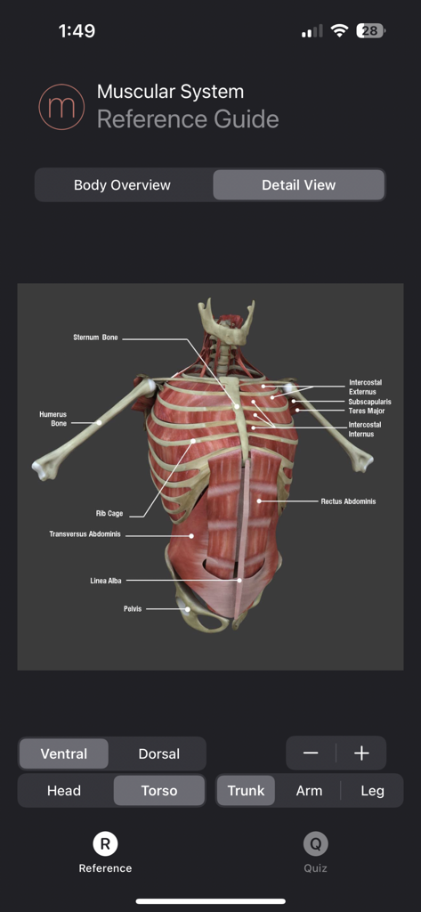 Muscle Study Guide - Detailed 3D anatomical model of the human torso with muscle and bone labels in the Muscle Study Guide app