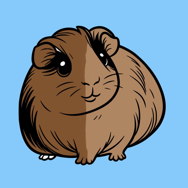 guinea pig