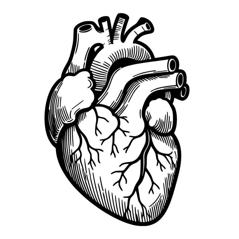 a realistic human heart