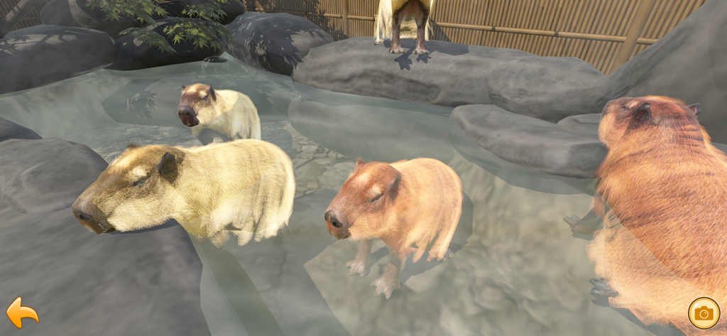 Capybara Spa - Four cute capybaras relaxing in a steaming outdoor hot spring