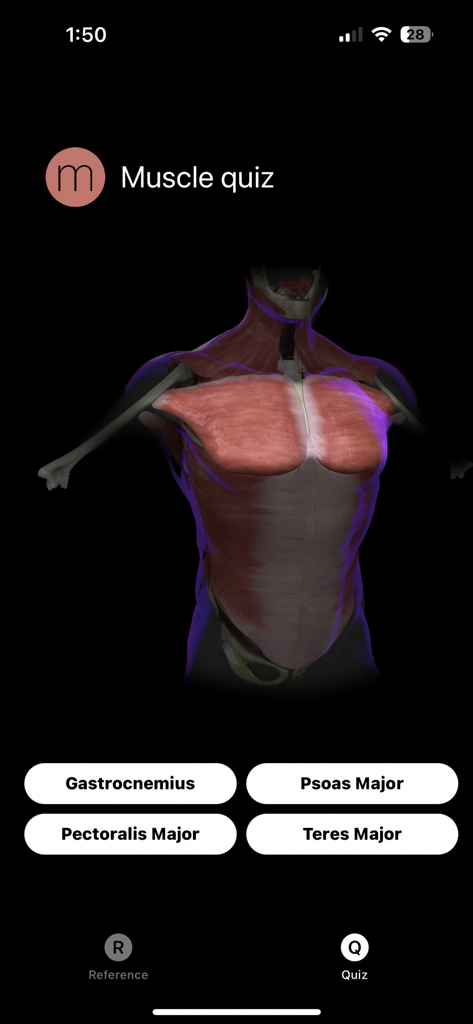 Muscle Study Guide - A muscle anatomy quiz interface showing a 3D human torso model and multiple choice questions.