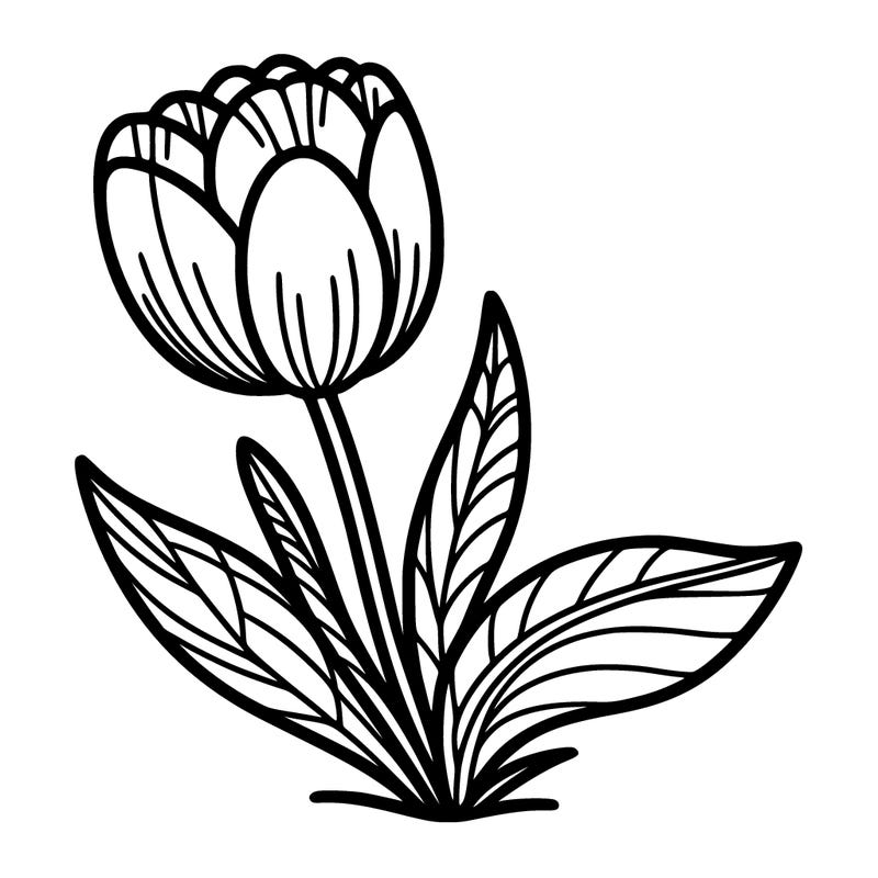 tulip
