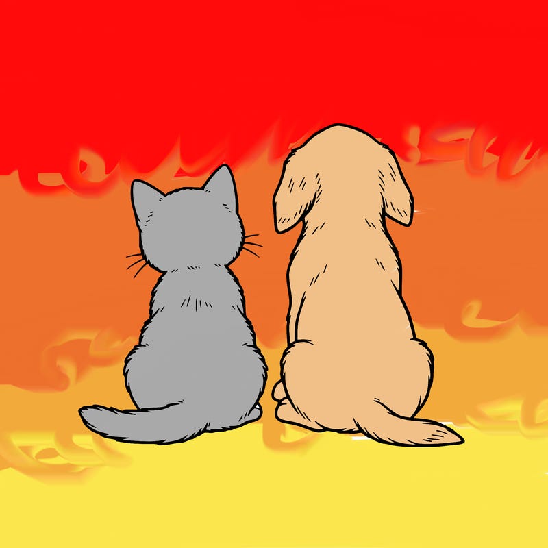 kitty and puppy