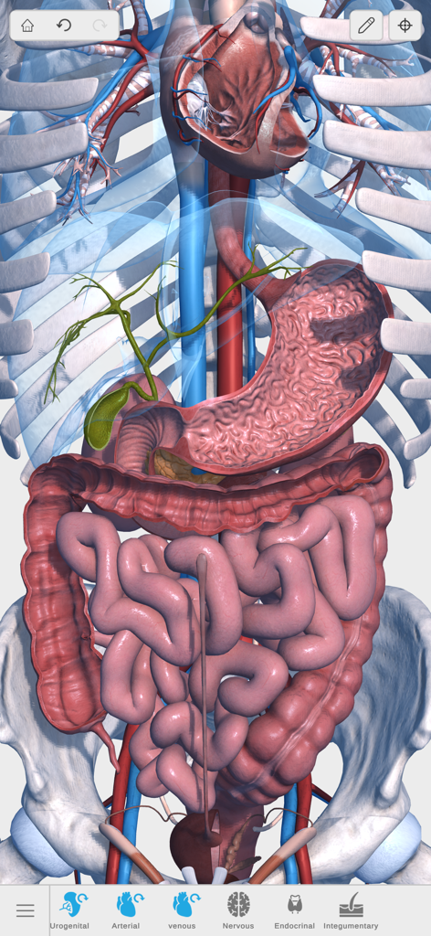 Detailed 3D view of human internal organs including the heart stomach and intestines